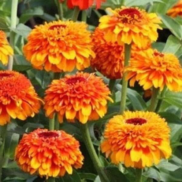 Rare Zinnia Seeds Etsy
