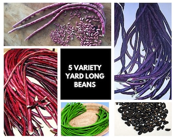 5 Variety Yard Long Bean Seeds, 30 Seeds Vigna unguiculata ssp. sesquipedalis VI0630