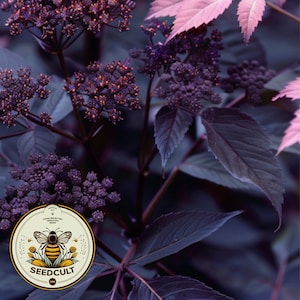 Ebony Holy Ghost, Gothic Garden, Angelica Seeds, Angelica Sylvestris ‘Ebony’ AN0210