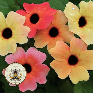 May include: Close-up of several colorful flowers with black centers. The petals range in color from yellow to pink and orange. The flowers are surrounded by green leaves. A circular logo with a bee is visible.