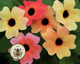 ¡NUEVO! Semillas de Thunbergia alata (Thunbergia alata), variedad African Sunset Black Eyed Susan (TH0410)
