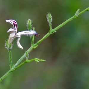 May include: Close-up of a delicate flower with white petals and purple stripes, set against a blurred green background. The flower is attached to a thin, green stem with small buds. The image highlights the intricate details of the plant.