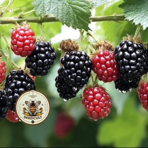 May include: Close-up of a branch with ripe blackberries and raspberries. The blackberries are a deep black color, while the raspberries are a vibrant red. The image includes a Seedcult logo with a bee.