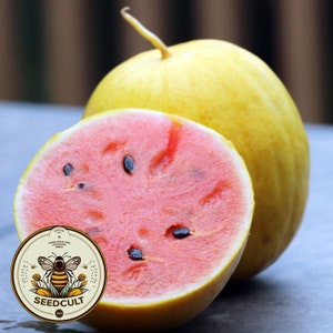 Golden Midget Watermelon Seeds, Citrullus Lanatus, CI4510