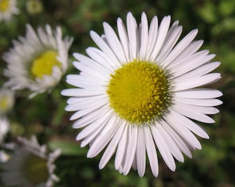 100 Daisy Fleabane Seeds, Native US Wildflowers, Erigeron Strigosus, ER801C