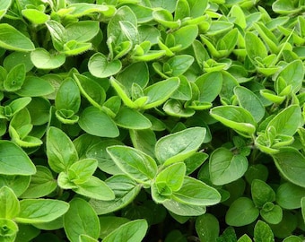 Bulk Sweet Marjoram Seeds, Origanum Marjorana, Medicinal, Culinary Herb OR031C