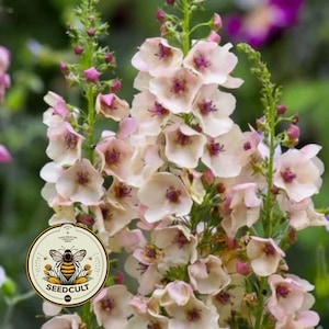 May include: Close-up of a flowering plant with soft pink and white petals, and dark purple centers. The plant has green stems and buds. A circular logo with a bee and the text "SEEDCULT" is in the lower left corner.