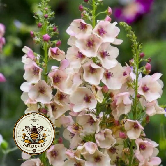 Southern Charm Mullein Seeds, Apricot, Peach Shades, Verbascum Hybrida VE0220P