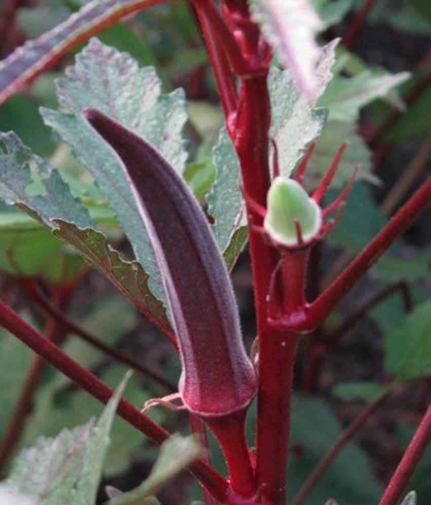 Red Burgundy Okra Seeds, Abelmoschus Esculentus AB0340