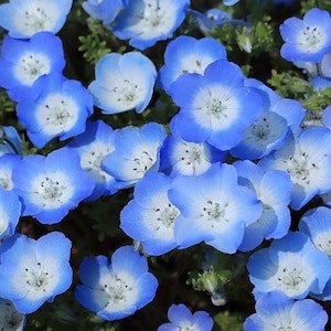 K&ouml;nnte beinhalten: Nahaufnahme einer Gruppe zarter blauer und wei&szlig;er Bl&uuml;ten mit einem hellblauen Zentrum. Die Bl&uuml;ten sind in voller Bl&uuml;te und haben eine weiche, samtige Textur.