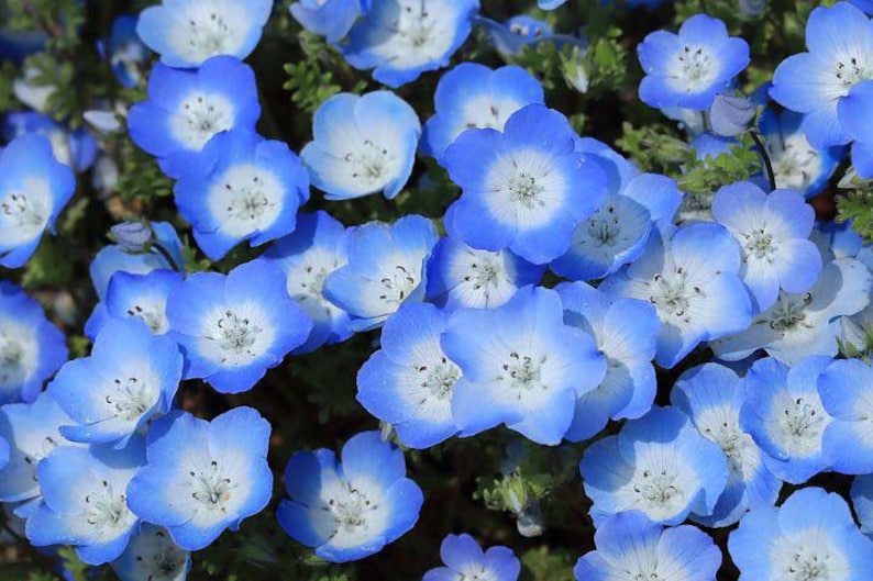 K&ouml;nnte beinhalten: Nahaufnahme einer Gruppe zarter blauer und wei&szlig;er Bl&uuml;ten mit einem hellblauen Zentrum. Die Bl&uuml;ten sind in voller Bl&uuml;te und haben eine weiche, samtige Textur.