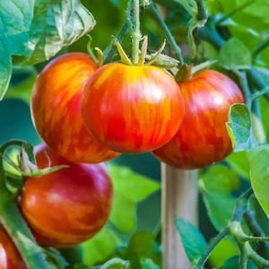 Tigerella Tomato Seeds, Red and Orange,  Tiger Stripes, Solanum Lycopersicum LY1220