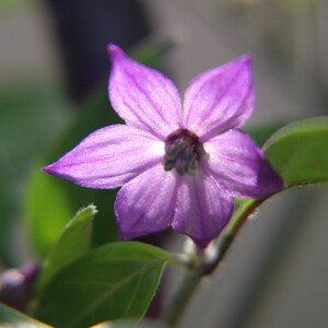 May include: A close-up of a single purple flower with five petals. The flower is in focus, while the green leaves behind it are blurred.