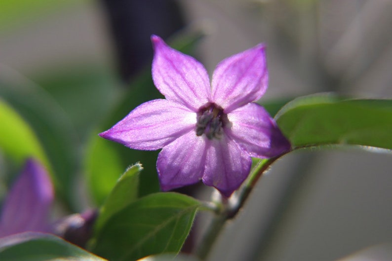 May include: A close-up of a single purple flower with five petals. The flower is in focus, while the green leaves behind it are blurred.