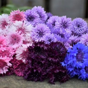 May include: A bunch of cornflowers in shades of pink, purple, blue, and white. The flowers are arranged in a gradient from light pink to dark blue.