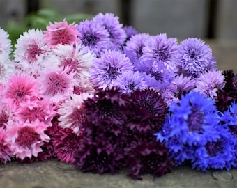 Bulk Rainbow Mix Edible Cornflower Seeds, Black, Pink, Purple, Blue White, Centaurea Cyanus CN031C