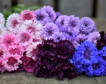 Bulk Rainbow Mix Edible Cornflower Seeds, Black, Pink, Purple, Blue White, Centaurea Cyanus CN031C