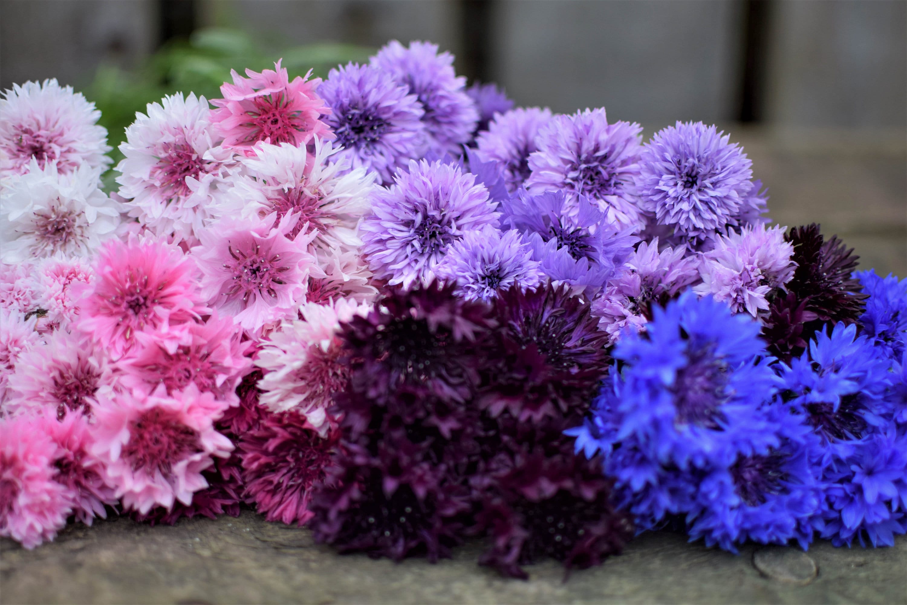 Bulk Rainbow Mix Edible Cornflower Seeds, Black, Pink, Purple, Blue White, Centaurea Cyanus CN031C