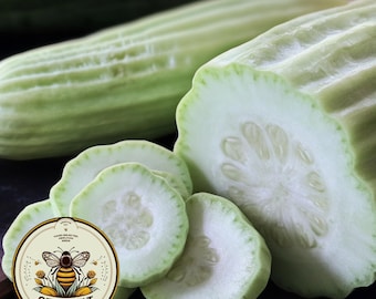 Armenian Yard Long Pale Green Cucumber Seeds, CU1930