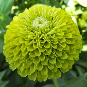 Peut inclure: Gros plan sur une fleur de zinnia chartreuse vibrante. La fleur présente de nombreux pétales superposés, créant une forme pleine et arrondie. Le centre de la fleur est d'un vert plus clair, avec un aspect texturé. Le fond est un feuillage vert flou.