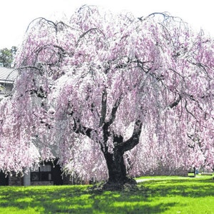 Weeping Cherry Tree Seeds, Bonsai, Higan Cherry, Prunus Subhirtella Var. Pendula PR4110R image 1