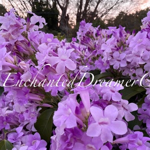 Stunning Purple Flowering Vine, Garlic Vine Seeds, Mansoa alliacea, formerly Bignonia Aequinoctialis, False Garlic MN0110 image 9