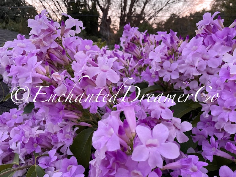 Stunning Purple Flowering Vine, Garlic Vine Seeds, Mansoa alliacea, formerly Bignonia Aequinoctialis, False Garlic MN0110 image 9