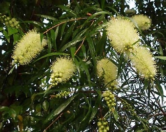 200 Yellow Weeping Bottlebrush Seeds, Callistemon Salignus CN912C - Etsy