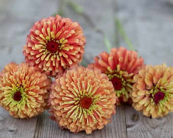 Queen Orange Lime Zinnia Seeds, Zinnia Elegans, Queen Series ZE0910