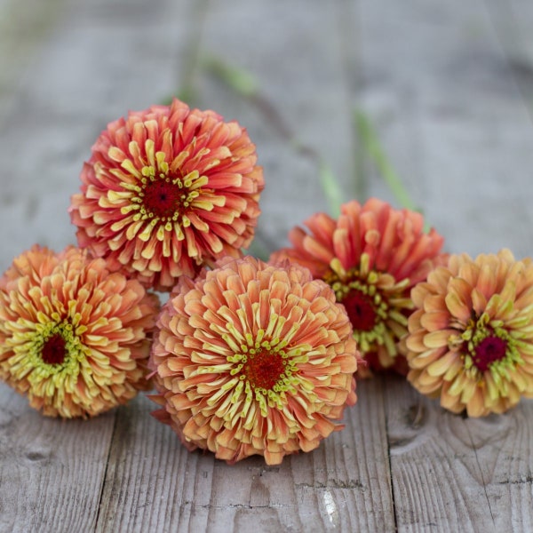 Queen Orange Lime Zinnia Seeds, Zinnia Elegans, Queen Series ZE0910