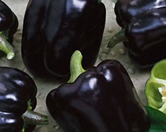 NEW! Midnight Dreams Bell Pepper Seeds, Black Sweet Peppers, Capsicum Annuum CS1120