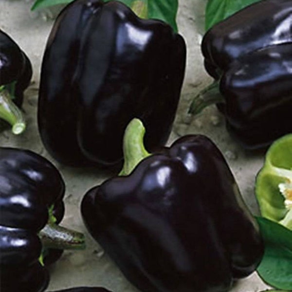 NEW! Midnight Dreams Bell Pepper Seeds, Black Sweet Peppers, Capsicum Annuum CS1120