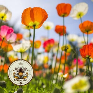 NEW! Iceland Poppy Seeds, Papaver Nudicaule, Red, Orange, Pink, Rose, Yellow, White, Bi-color, Perennial/Annual, Fall Planting PN802CR image 3