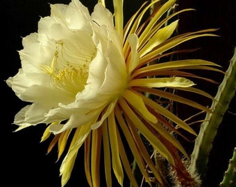 NEW! Queen of the Night SEEDS, Night Blooming Cereus, Selenicereus Grandiflorus, Night Blooming Cactus, Huge Blooms, SC6010