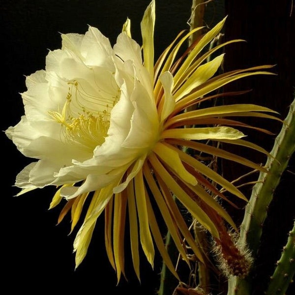 NEW! Queen of the Night SEEDS, Night Blooming Cereus, Selenicereus Grandiflorus, Night Blooming Cactus, Huge Blooms, SC6010