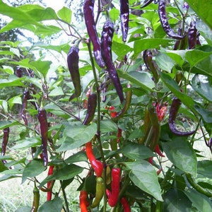 Organic Purple Cayenne Pepper Seeds, Hot Peppers CH0310 image 4