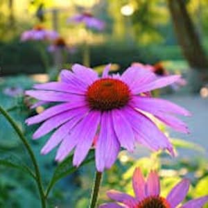 Peut inclure: Gros plan sur une &eacute;chinac&eacute;e rose avec un centre rouge fonc&eacute;. La fleur est nette, tandis que l'arri&egrave;re-plan est flou.