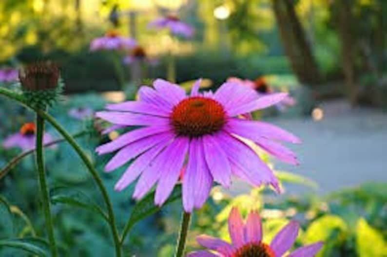 Bulk Organic Echinacea Seeds, Purple Coneflower, Medicinal Plants, Flowers, Herbs EC011C Bild 5