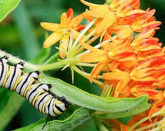 Orange Butterfly Milkweed Seeds, Asclepius Tuberosa MW0440