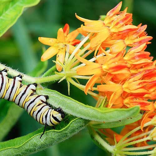 Orange Butterfly Milkweed Seeds, Asclepius Tuberosa MW0440