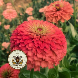 NEW! Benary's Giant Coral Zinnia Seeds, Largest Giant Zinnias, Zinnia Elegans ZE3525