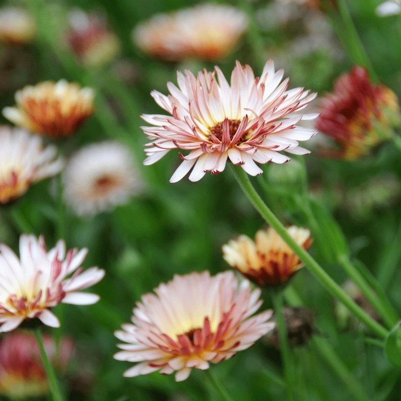 May include: Close-up of pink and white flowers with red centers. The flowers have a delicate, ruffled appearance and are blooming in a field of green grass.
