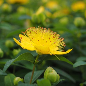 K&ouml;nnte beinhalten: Eine einzelne gelbe Bl&uuml;te mit roten Zentren bl&uuml;ht in einem Feld aus gr&uuml;nem Laub. Die Bl&uuml;te hat mehrere Bl&uuml;tenbl&auml;tter und eine zarte, federartige Textur.