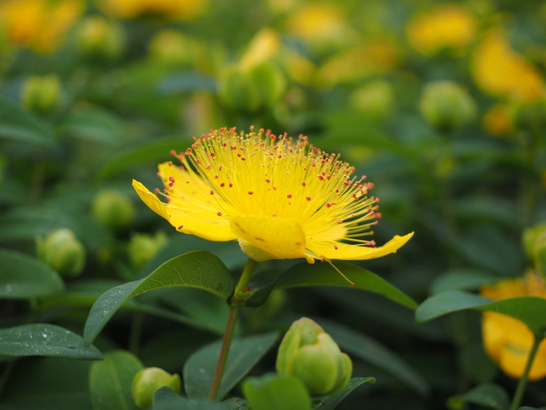 K&ouml;nnte beinhalten: Eine einzelne gelbe Bl&uuml;te mit roten Zentren bl&uuml;ht in einem Feld aus gr&uuml;nem Laub. Die Bl&uuml;te hat mehrere Bl&uuml;tenbl&auml;tter und eine zarte, federartige Textur.