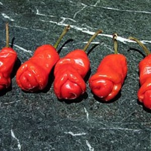 10 Count Peter Pepper Seeds, Willy Pepper, Capsicum Annuum, CH2010