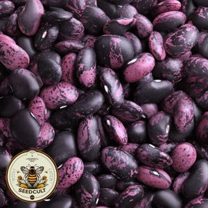 May include: Close-up of a pile of speckled beans. The beans are a mix of dark purple and pink, with a mottled pattern. The beans are oval-shaped and appear to be dry. A circular logo with a bee and the text "SEEDCULT" is in the lower left corner.