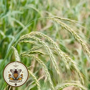May include: Close-up of green wheat stalks with long, thin, light green seed heads. The stalks are in focus, while the background is blurred. The image is taken from a low angle, looking up at the stalks.