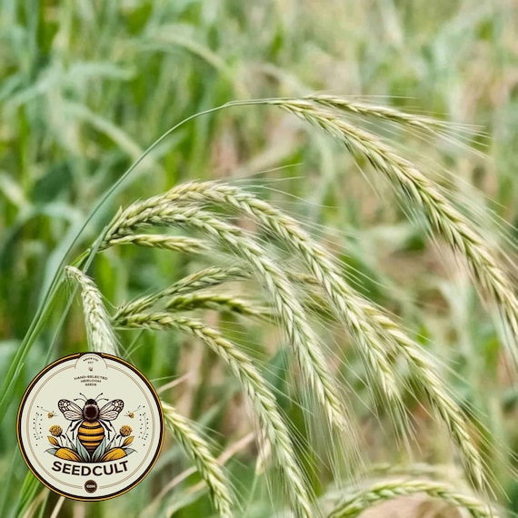 Canada Wild Rye Grass Seeds, US Native, Elymus Canadensis, EL011C