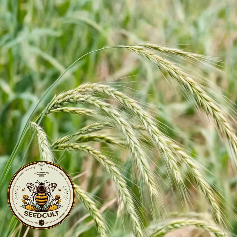 May include: Close-up of green wheat stalks with long, thin, light green seed heads. The stalks are in focus, while the background is blurred. The image is taken from a low angle, looking up at the stalks.