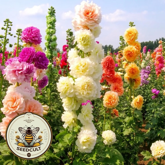 50 Chater's Mix Double Hollyhock Seeds, Alcea Rosea AL8650